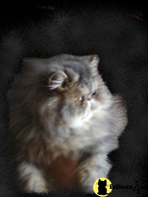 alisa Picture 3